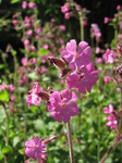 SX06317 Ragged Robin (lychnis flos-cuculi).jpg